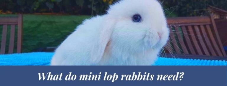 Best 10 Mini lop Rabbit Facts, History, Diet, Health - Zoological World