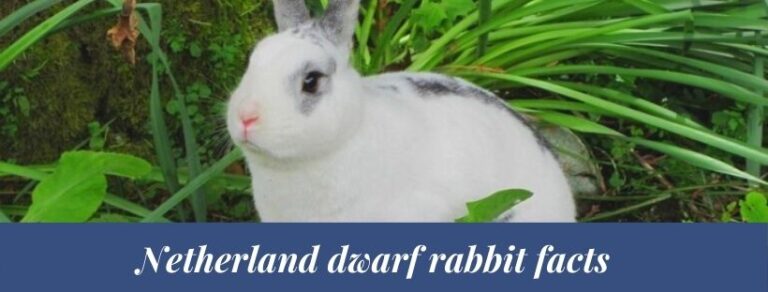 Best 15 Netherland dwarf rabbit Facts - Zoological World