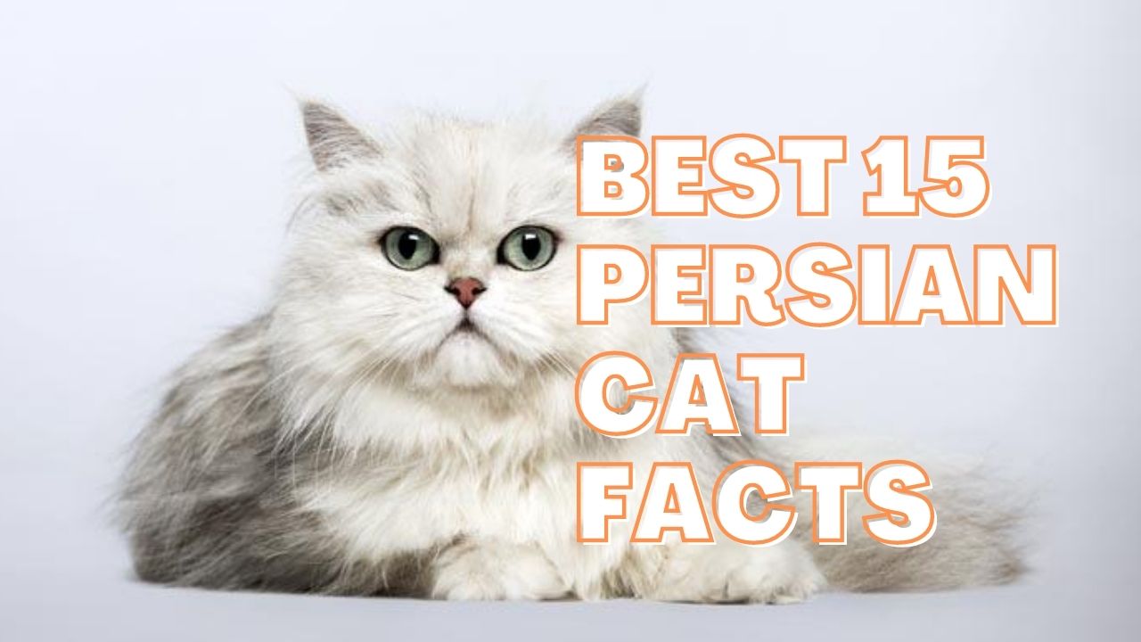Persian Cat Facts 5
