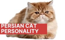 Persian cat personality 1
