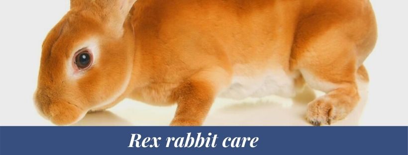 Rex rabbit 3