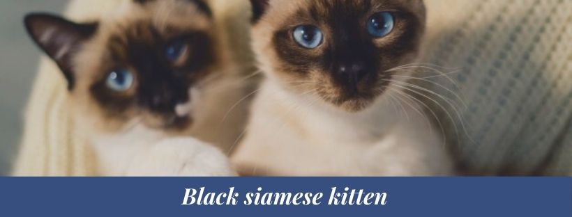 Black siamese cat 2