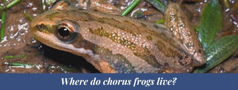 Chorus frog 2