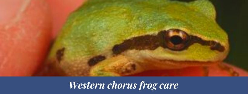 Chorus frog 3