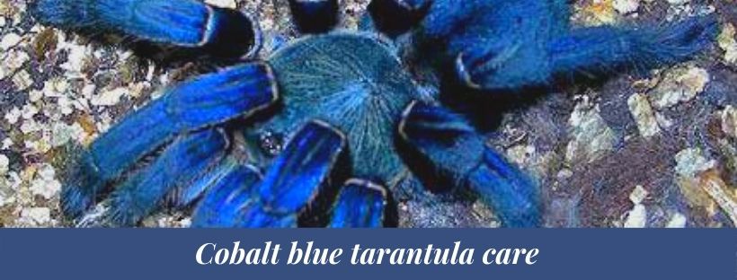 Cobalt blue tarantula 3