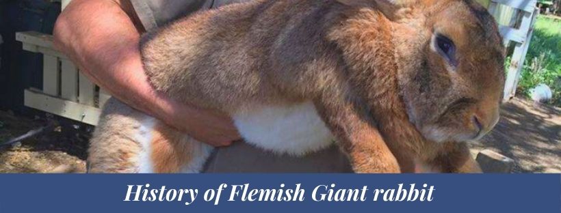 Flemish Giant rabbit 1