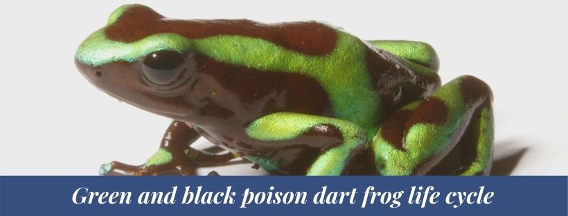 Green and black poison dart frog 2