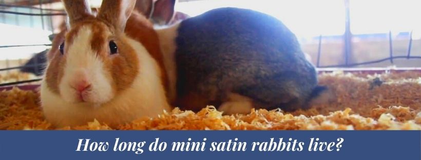 Mini Satin Rabbit 4