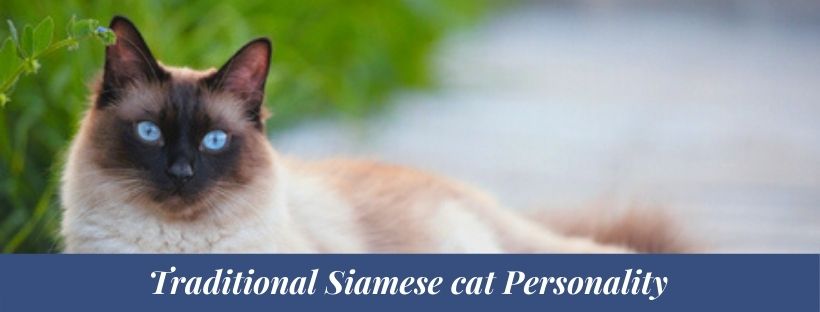 Siamese cat personality 2