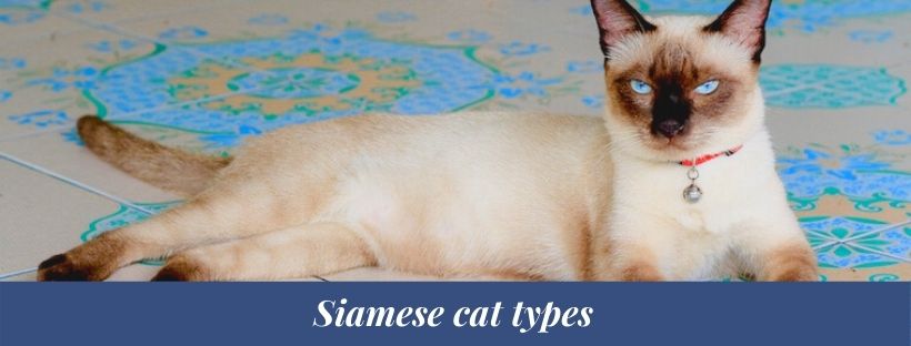 Siamese cat types 1