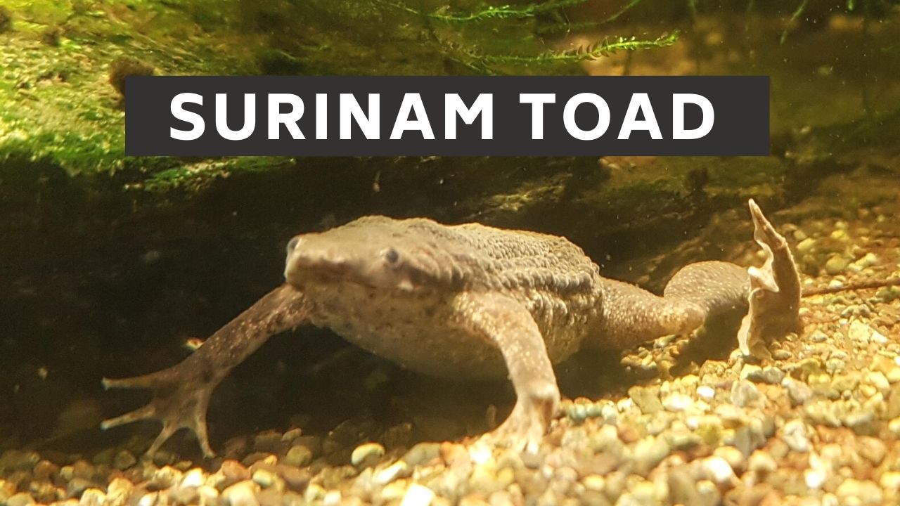 Surinam toad 11