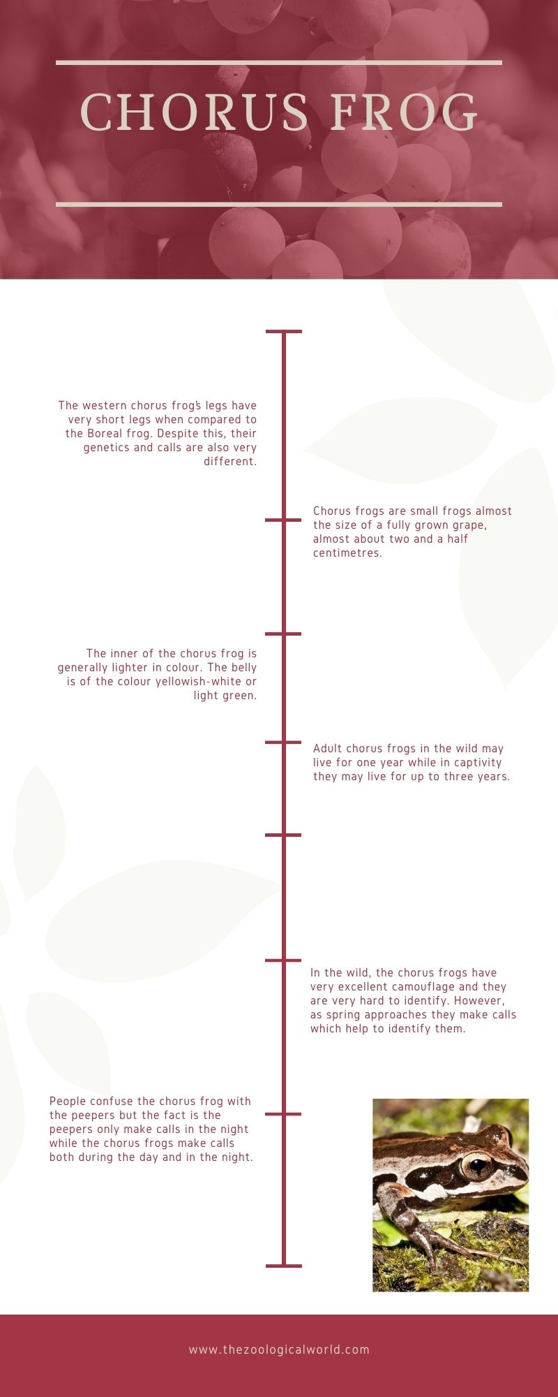 chorus frog infographic