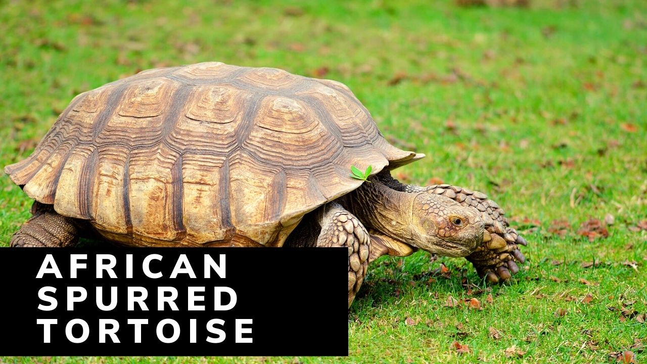 top-7-african-spurred-tortoise-facts-classification-diet-zoological