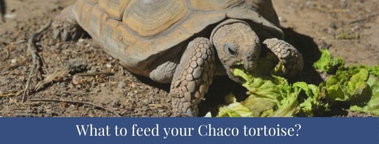 Best 5 Chaco Tortoise Facts, Size, Hibernation, Diet - Zoological World