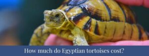 Best 5 Egyptian Tortoise Facts, Weight, Diet, Lifespan - Zoological World