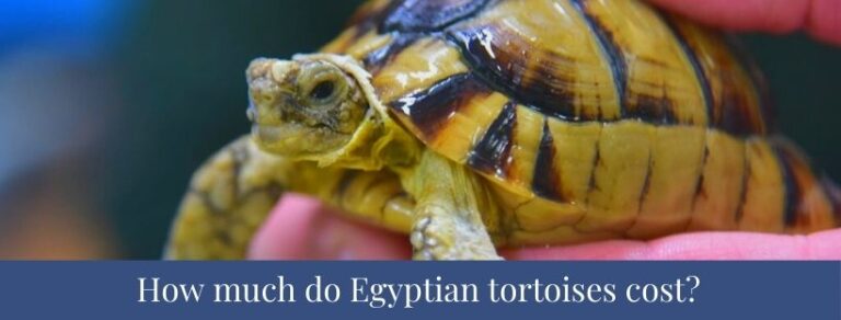 Best 5 Egyptian Tortoise Facts, Weight, Diet, Lifespan - Zoological World