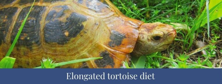 Top 10 Elongated Tortoise Facts, Diet, Weight, Size - Zoological World