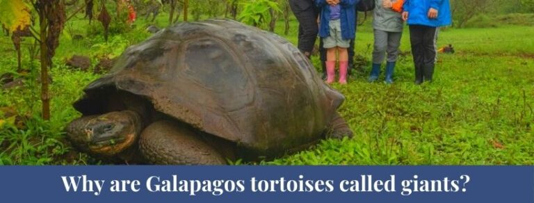 Top 10 Galapagos Tortoise Facts, Size, Weight, Diet - Zoological World