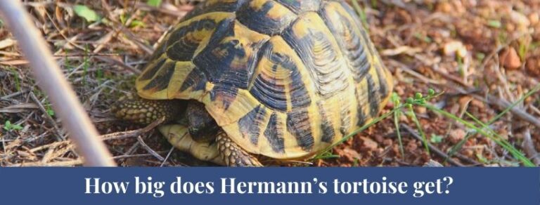 Best 10 Hermann's Tortoise Facts, Diet, Humidity, Baby - Zoological World