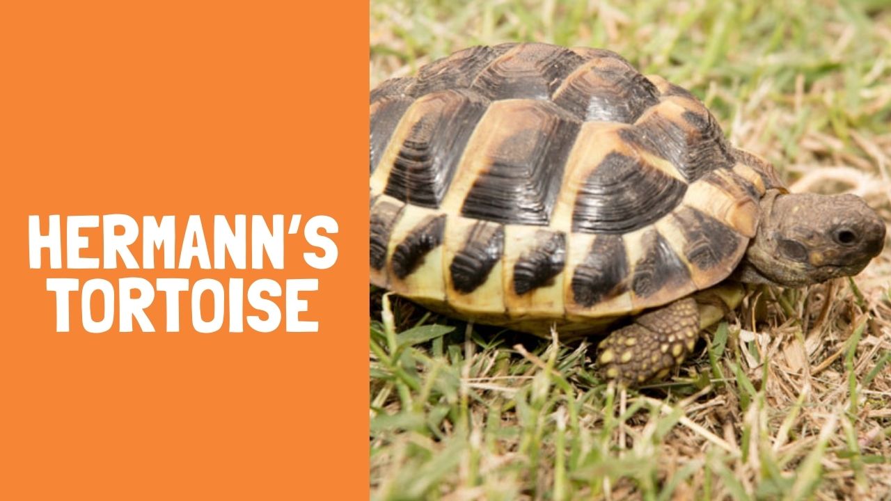 hermann tortoise hibernation age