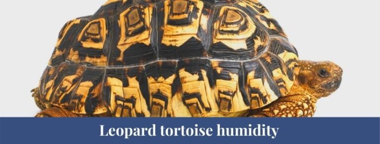 Top 10 Leopard Tortoise Facts, Size, Diet, lifespan - Zoological World