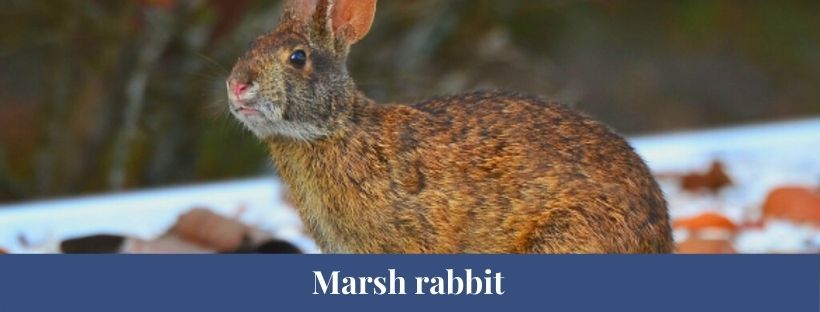 Marsh rabbit 1