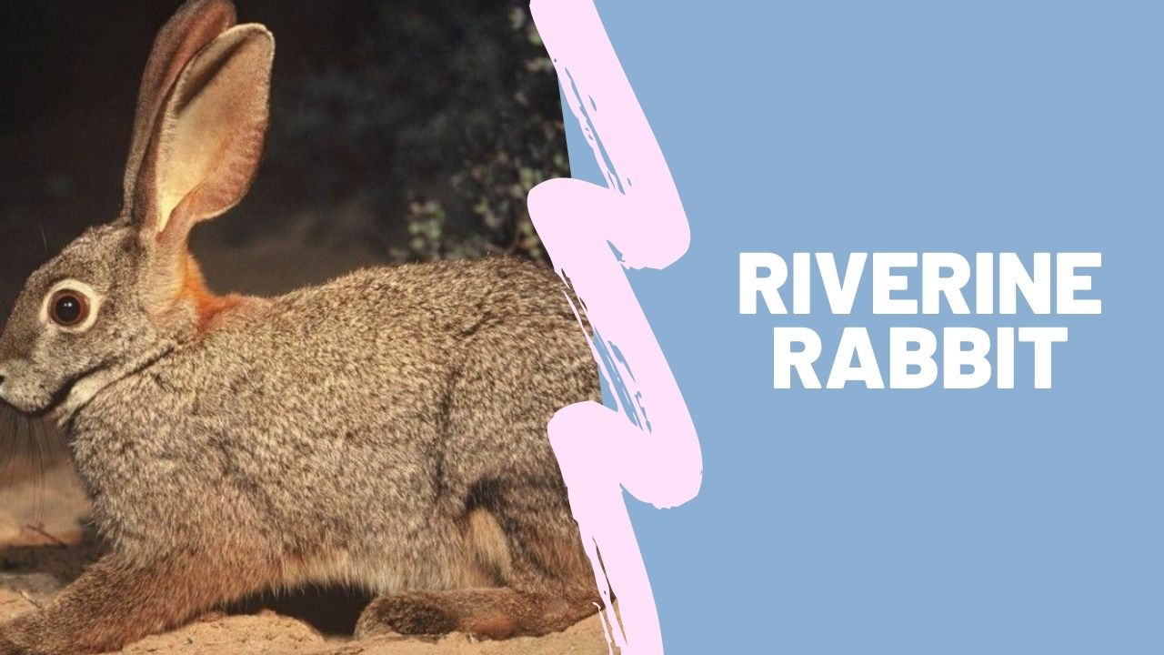 Riverine rabbit 5