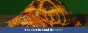 Top 5 Russian Tortoise Facts, Size, Diet, Weight - Zoological World