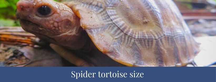 Best 10 Spider Tortoise Facts, Size , Habitat, Lifespan - Zoological World