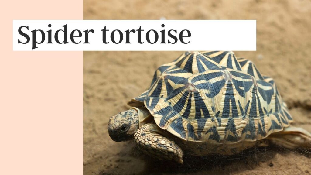 10 Best Fun facts about Turtles VS Tortoises - Zoological World