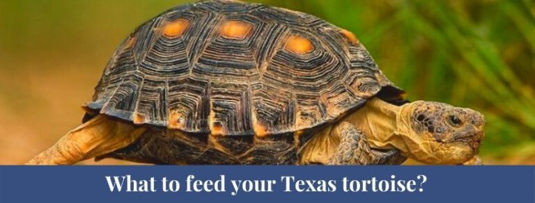 Top 10 Texas Tortoise Facts, Size, Diet, Weight - Zoological World