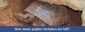 Top 10 Gopher Tortoise Facts, Size, Weight, Diet - Zoological World