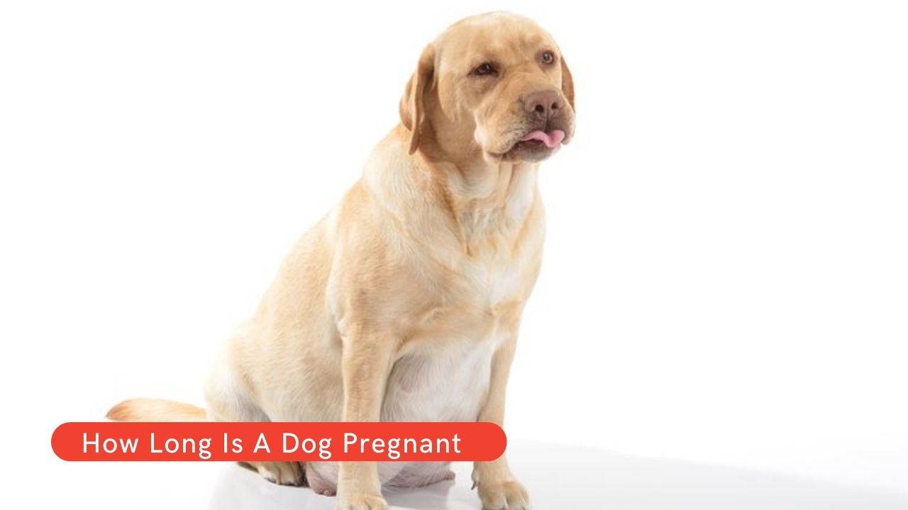 how long to tell if dog is pregnant