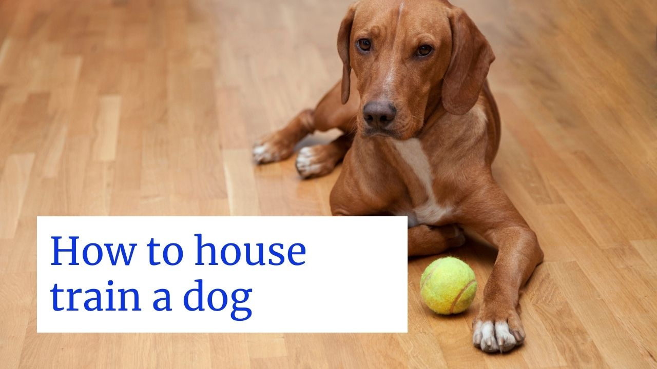 How-to-house-train-a-dog.jpg