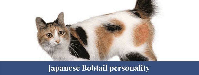 Japanese Bobtail 