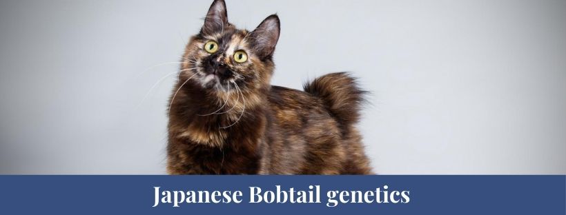 Japanese Bobtail 3