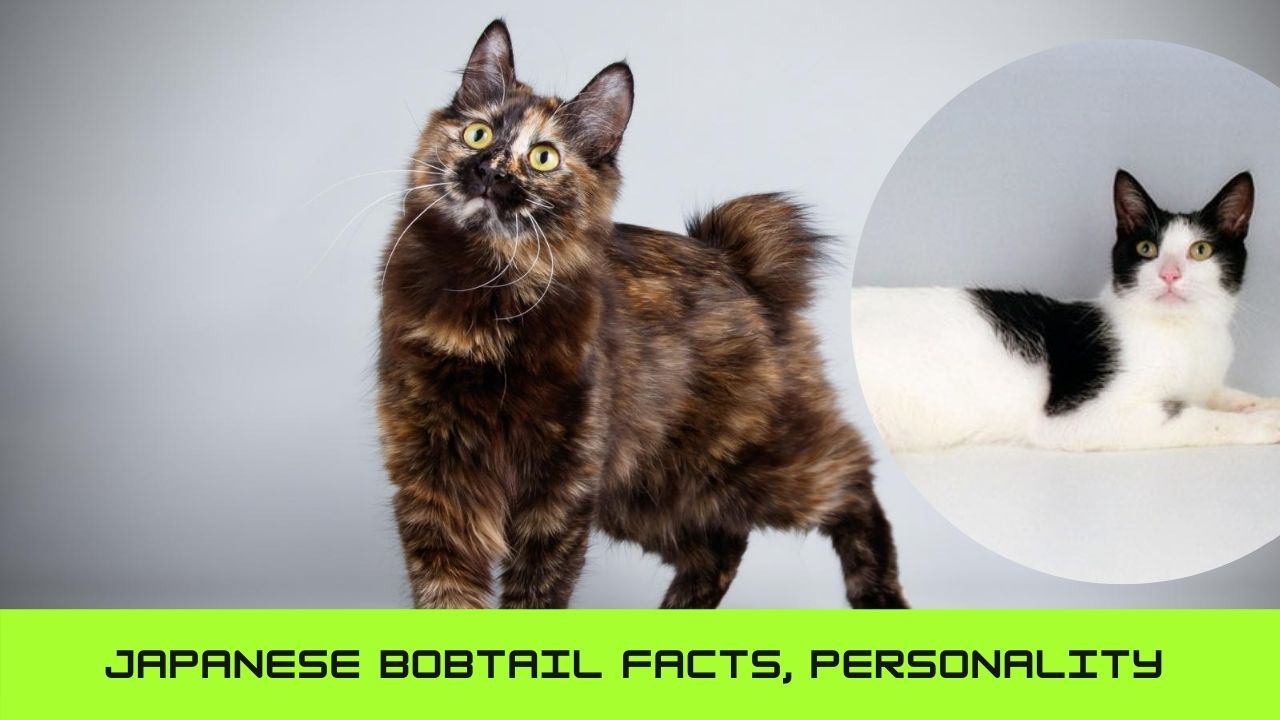 Best 10 Japanese Bobtail Facts, Personality, Colors, Names - Zoological ...