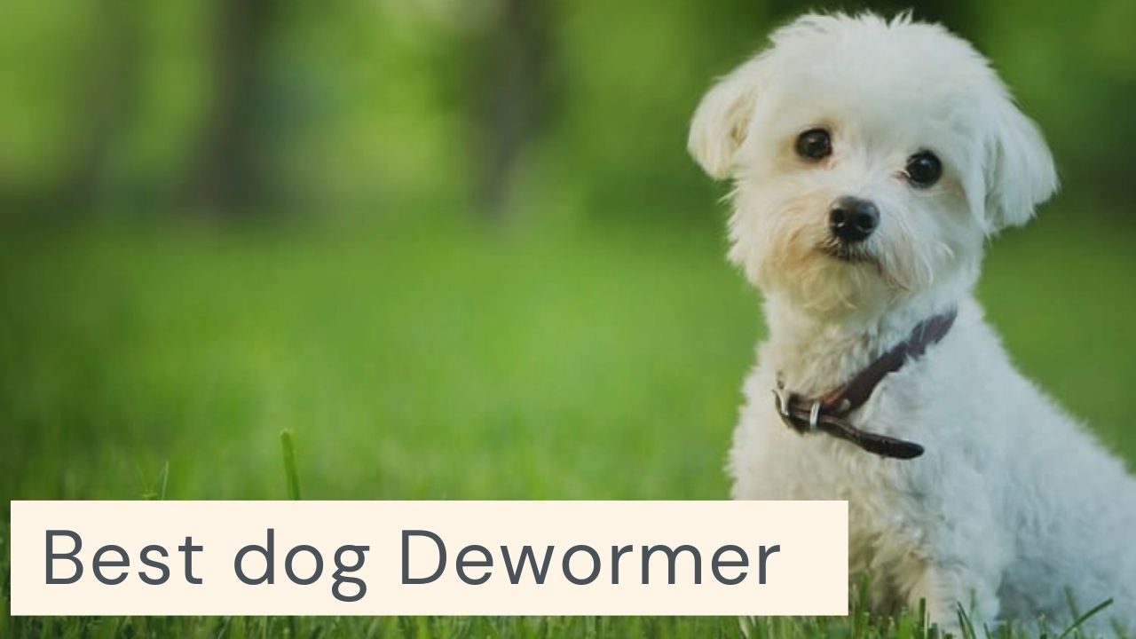 10 Best dog Dewormer Updated 2021 - Zoological World