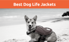 Best Dog Life Jackets