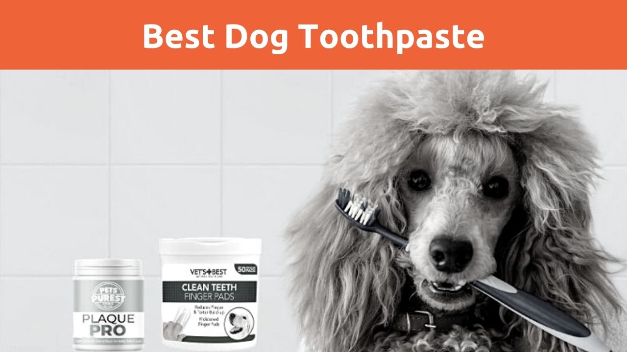 10 Best Dog toothpaste Updated 2021 Zoological World