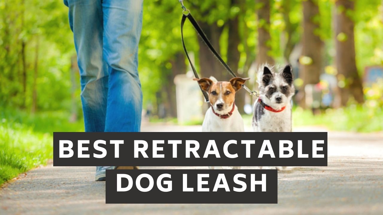 10 Best Retractable Dog Leash Updated 2021 - Zoological World