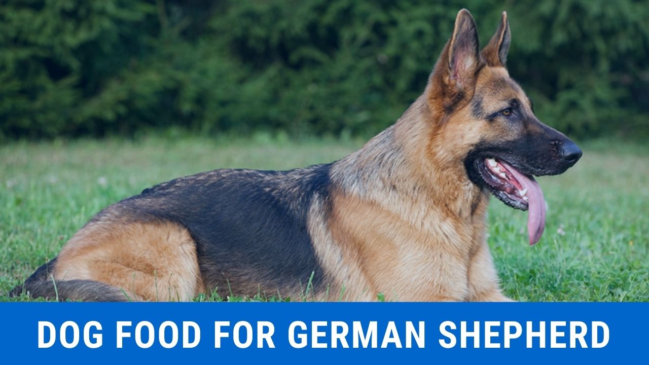 What Is The Best Dry Dog Food For German Shepherds