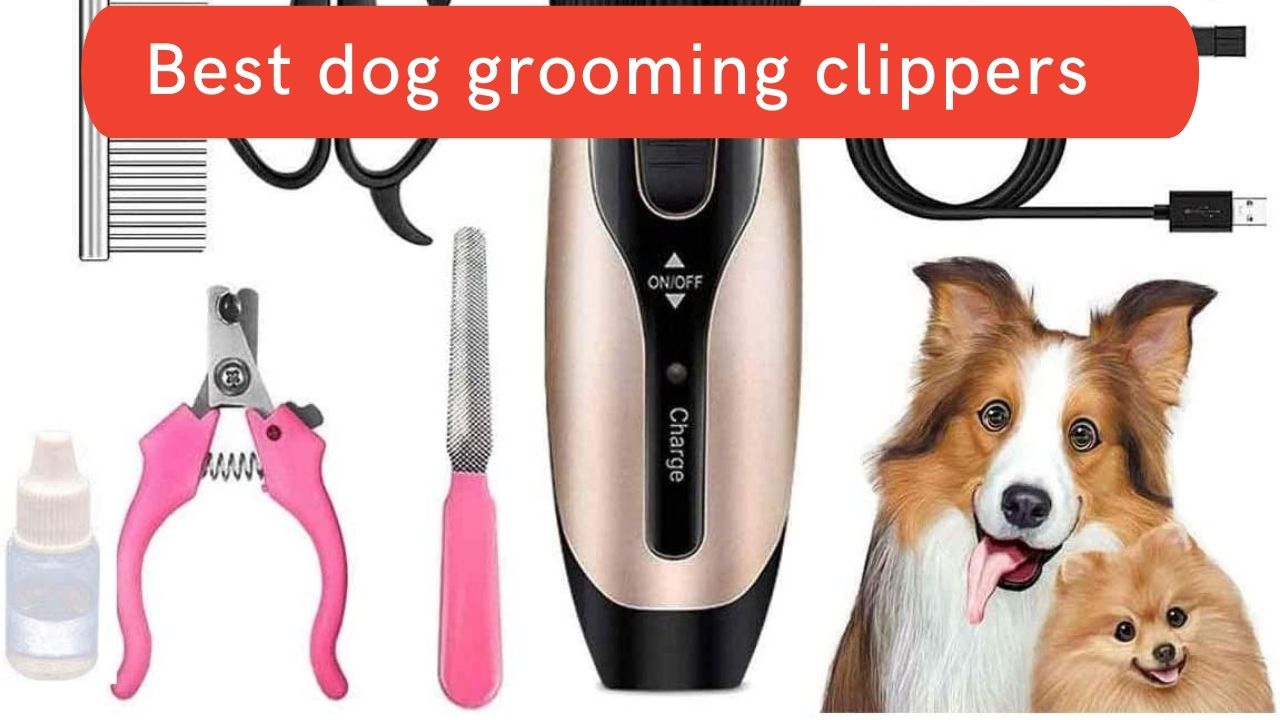 9 Best dog grooming clippers Updated 2021 Zoological World
