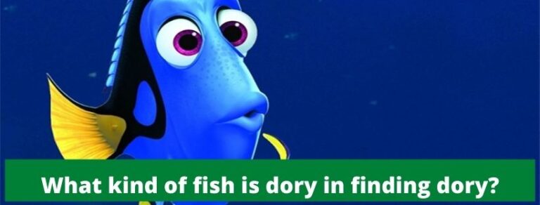 What Kind Of Fish Is Dory Updated 2021 Zoological World   What Kind Of Fish Is Dory In Finding Dory 1 768x292 