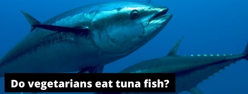 Why Do Vegetarians Eat Fish 4