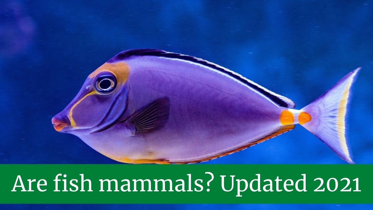 Are fish mammals? || Are whales mammals or fish?|| Updated 2021