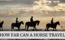 HOW FAR CAN A HORSE TRAVEL