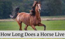 How Long Does a Horse Live