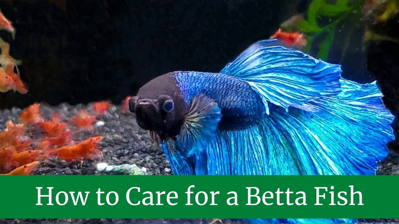 How to Care for a Betta Fish