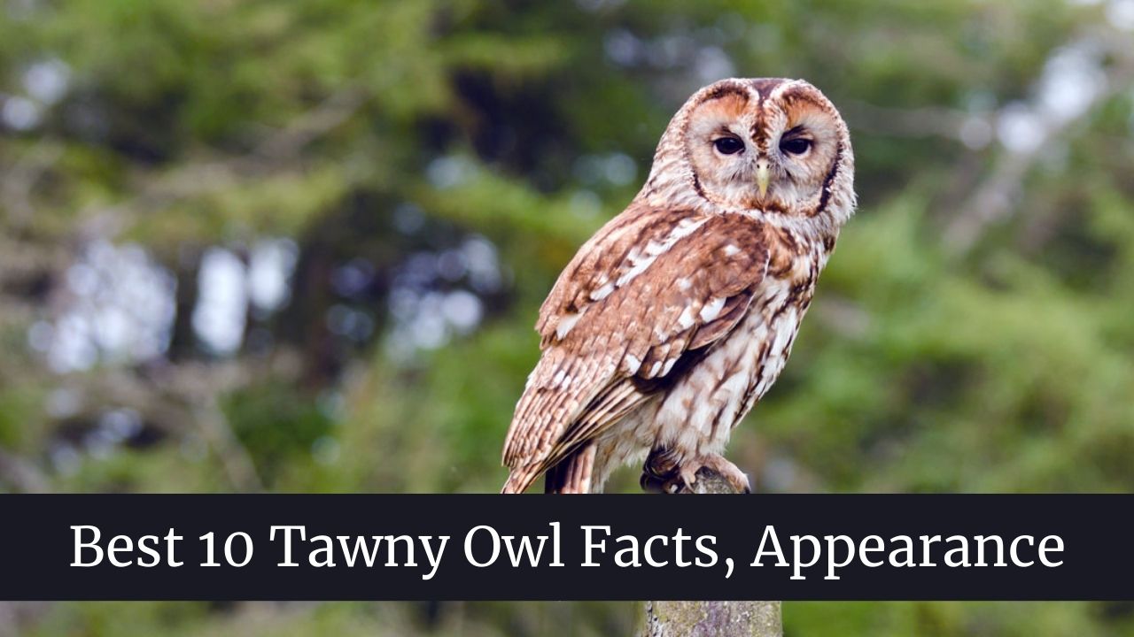 Best 10 Tawny Owl Facts, Appearance, Characteristics